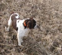 Three Hills Hunting Dog